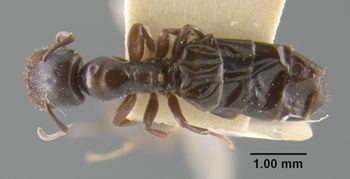 Media type: image;   Entomology 29029 Aspect: habitus dorsal view